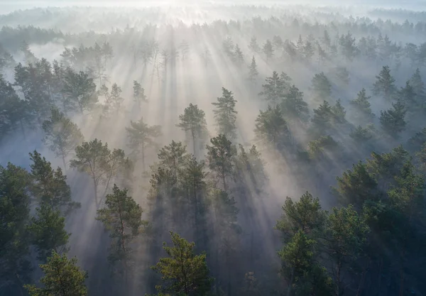 Aerial shot of foggy forest at sunrise. Flying over pine trees early in the morning. — Stock Photo, Image