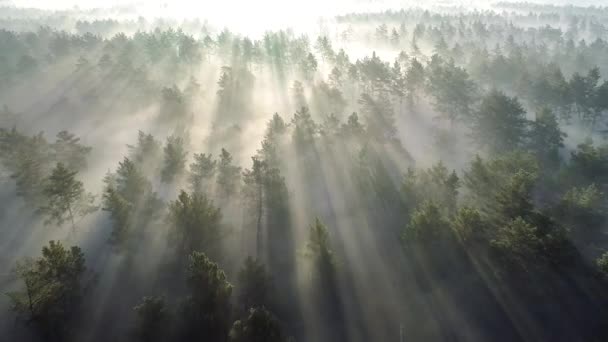 Luchtfoto van de mooie zomer mistige bos in de ochtend. Vliegen over dennenbomen met zonnestralen bij zonsopgang. 4k UHD — Stockvideo