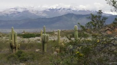 Dev kaktüsler karlı Andes Dağları arka plan karşı. Salta, Arjantin için Los Cardones Milli Parkı. Panoramik çekim, Uhd