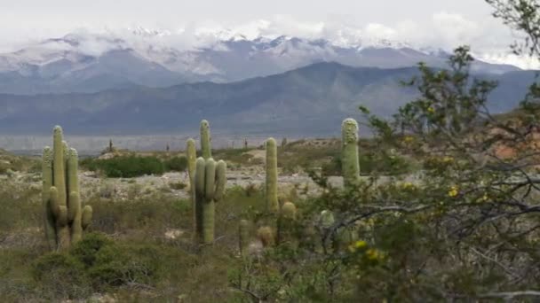 Im Hintergrund riesige Kakteen vor verschneiten Bergen. los cardones nationalpark in salta, argentina. panoramaaufnahme, uhd — Stockvideo