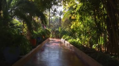 Marakeş, Fas Majorelle Bahçe parlak güneşli gün boyunca yürüyüş. UHD