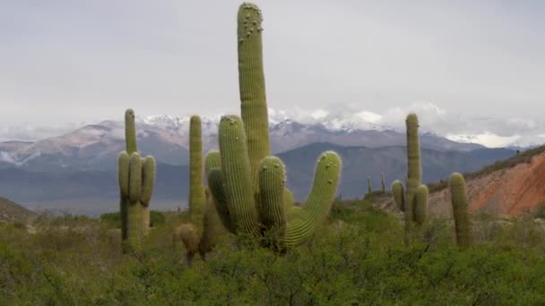 Cactus forest in los Cardones National Park near Salta, Argentina against snowy Andes mountains in the background. UHD — Stock Video