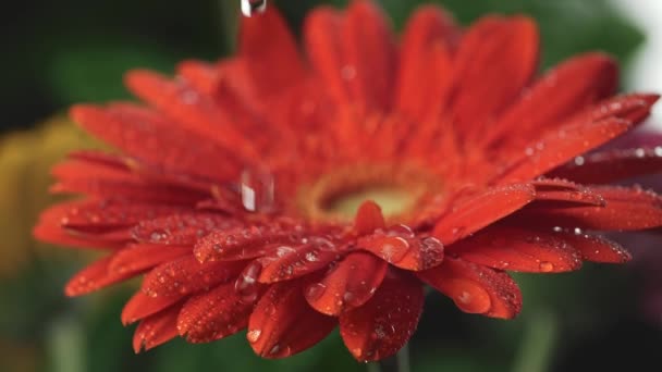 Vodní kapky na plátky červené daisy gerbera. Makro detail střílel, pomalý pohyb — Stock video