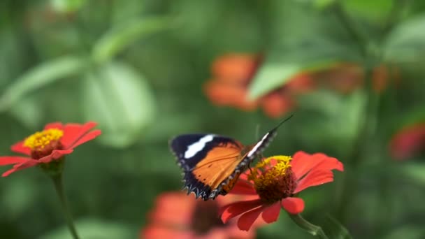 Butterfly waving with its wings and taking off the red flower. Slow motion close-up shot — Stock Video