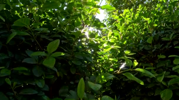 Fresh green leaves at sunset. Alfabia botanical gardens, Mallorca, Balearic islands, Spain. — Stockvideo