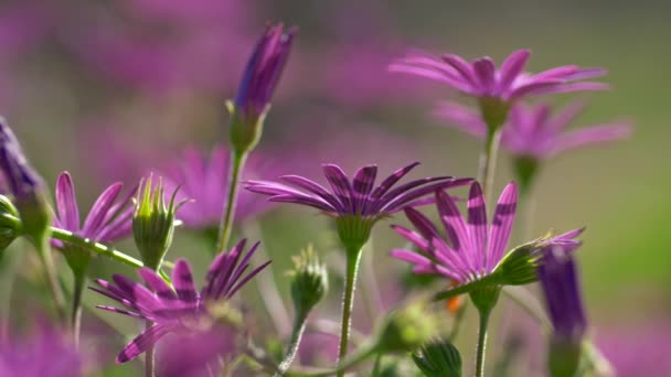 Wilde lila alpine Sommerblumen auf dem Feld. Sommerkonzept. — Stockvideo