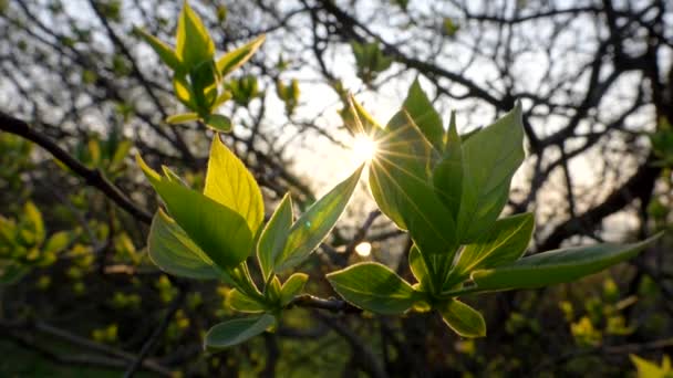 Le printemps arrive. Les premières belles feuilles vertes apparaissent sur l'arbre pendant les jours de printemps. Feuille verte au lever du soleil — Video