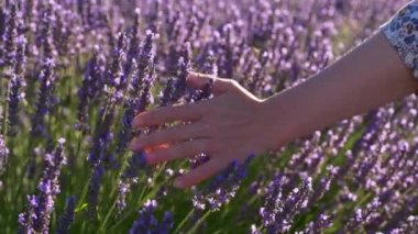 Provence, Fransa'da parlak güneşli bir gün boyunca kadın el yavaş ve şefkatle lavanta mor çiçekler okşama. 4k