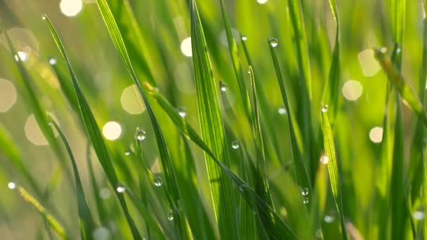 Green grass with waterdrops or dewdrops background. Nature concept in morning sunrise lights — Stock Video