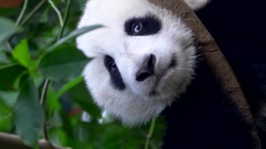 Dikey video. Yavru panda ağacın üzerinde. Komik bir panda ayı yeşil bir ağaç üzerinde otururken uykuya dalma
