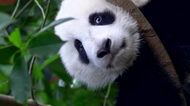 Vídeo vertical. Bebé panda descansando en el árbol. Un oso panda divertido durmiendo sentado en un árbol en el verde — Vídeos de Stock