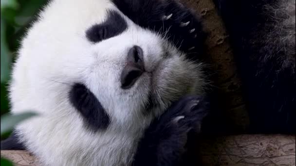 Вертикальное видео. Медвежонок Панда будет спать на дереве. Детеныш панды, сидящий в дереве — стоковое видео
