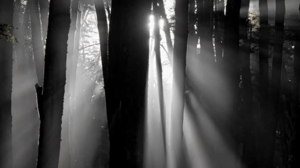 Mystisk skog, tvättas av Brights strålar av sol. Solen växer fram bortom trädet. — Stockvideo