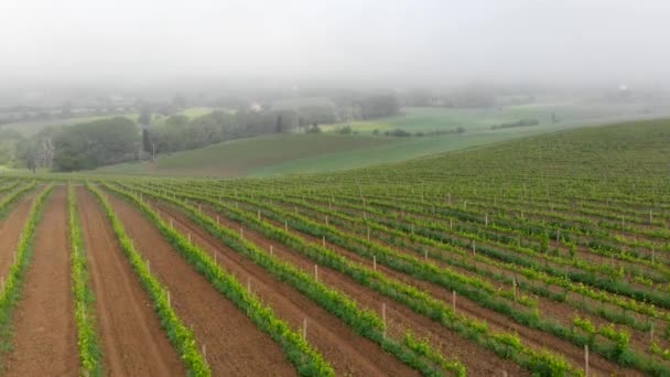 Летают над зелеными виноградниками и холмами Тосканы, Италия. Площадь покрыта густым туманом. Воздушный выстрел, 4K — стоковое видео