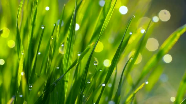 Dew drops on the grass shining in the morning rays of sun. Grass is waving in the wind. Slow motion shot — Stock Video