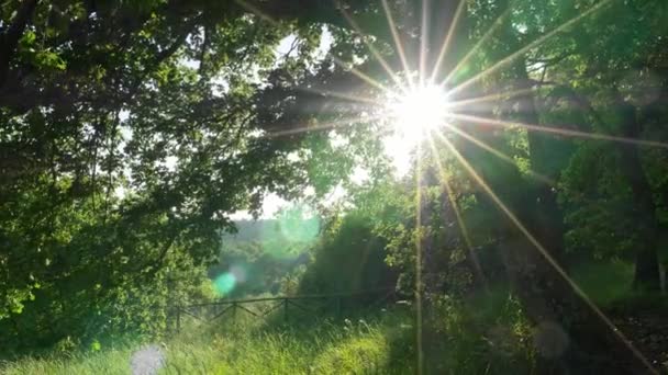 Caminando por el prado cubierto de hierba verde por un árbol con follaje verde. Los rayos solares penetran las ramas del árbol. UHD — Vídeo de stock