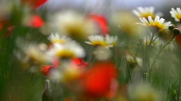 Flores de campo selvagens close-up. Camomilas desfocadas e papoilas acenando ao vento. Tiro em câmara lenta — Vídeo de Stock