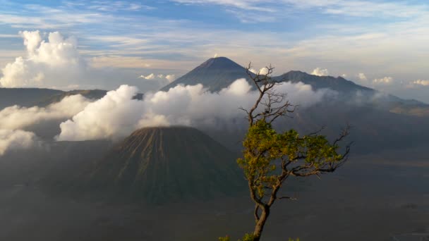 Τα σύννεφα πηγαίνουν από το ηφαίστειο Bromo στην Ανατολική Ιάβα της Ινδονησίας κατά τη διάρκεια μιας λαμπρών ηλιόλουστης μέρας. Ένα μικρό δέντρο που χαιρετάει τον άνεμο. 4K — Αρχείο Βίντεο