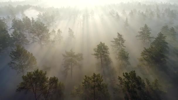 Letí přes stromy v mlhavém borovicovém lese, které proniklo paprsky Jitřního slunce během východu slunce. Letecká střela, 4k — Stock video
