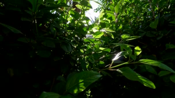 화창한 화창한 날에는 녹색의 신선한 덤불의 단풍을 통해 빛나는 태양 광선. 꾸준한 캠 샷. 우드 (주) — 비디오