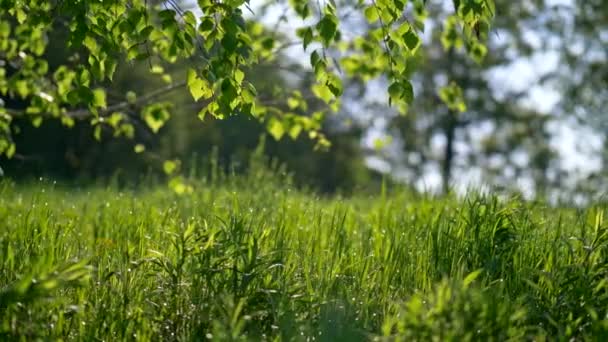 Pradera de primavera con hierba verde fresca y hojas de árbol. 4K deslizante tiro en las luces del atardecer — Vídeos de Stock