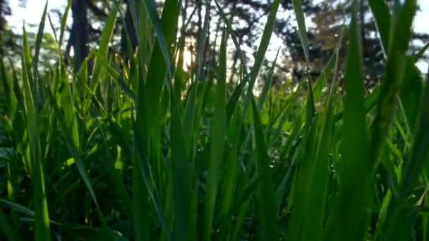 Caméra se déplaçant à travers l'herbe verte dans la prairie au lever du soleil. Steadicam shot, 4K — Video