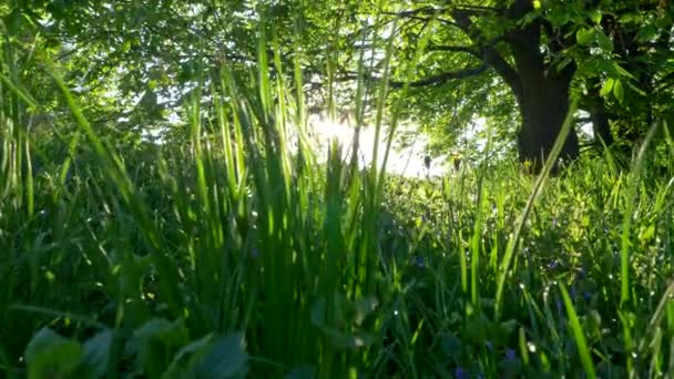 Paisagem de verão com grama verde, flores e árvore em luzes de pôr do sol. conceito de verão ou primavera, 4K UHD — Vídeo de Stock