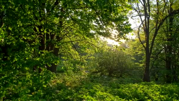 Зелений літній парк з красивими деревами на заході сонця. Стейдікам постріл, UHD — стокове відео