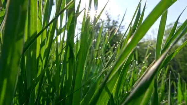 Ochtendzon in groen gras met water druppels. Lente komen — Stockvideo