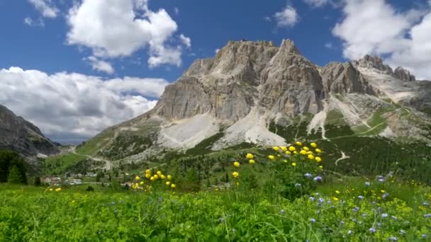 Wunderschöne alpine Wildblumen und grünes Gras wehen im Wind gegen die Dolomitenberge und ein darunter liegendes Tal in Italien. steadicam shot, uhd — Stockvideo