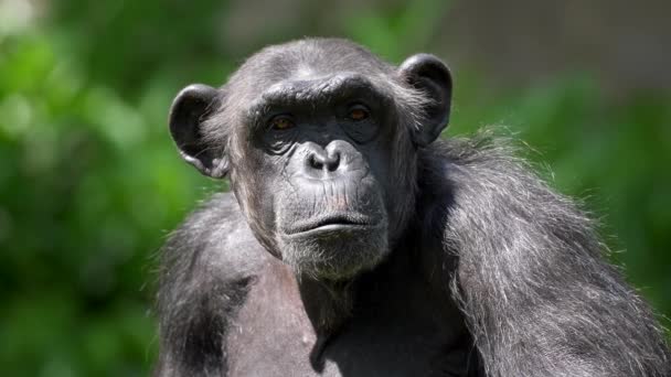 Close-up shot van een aap omringd door wazig rijke flora tijdens een heldere zonnige dag. De chimpansee neemt een lange trieste blik, draait zijn hoofd opzij en kijk dan weer vooruit. UHD — Stockvideo