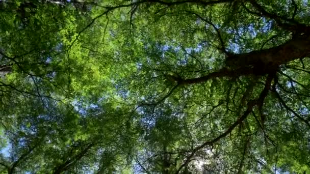 Looking up the blue sky along the branches and green foliage of trees while the sun rays getting through them. UHD — Stock Video