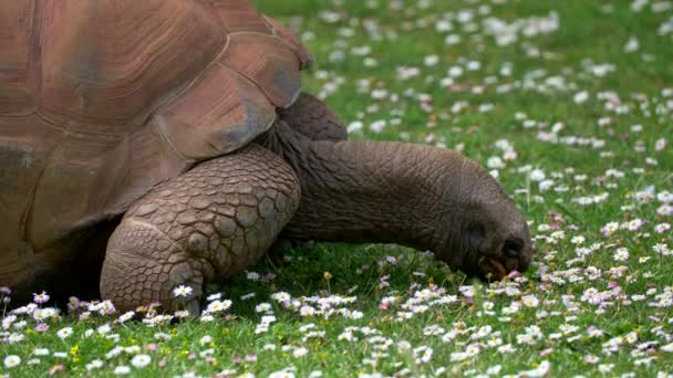Η γιγάντια χελώνα ALDABRA με μεγάλο κέλυφος να σέρνεται και να τρώει αγριολούλουδα χαμομηλιού σε ένα λιβάδι. 4K — Αρχείο Βίντεο