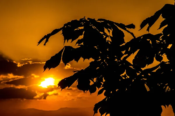 Krásný Západ Slunce Větve Listy Stromu — Stock fotografie