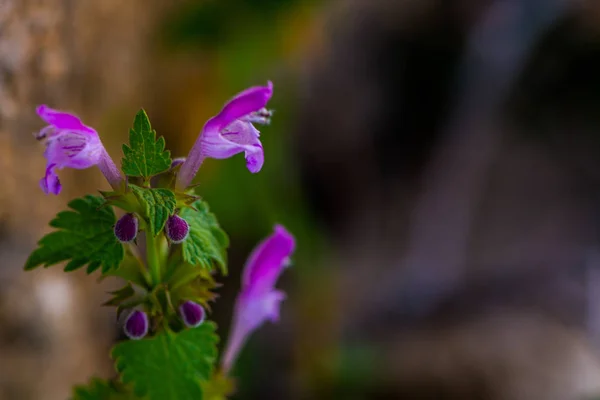 Μοβ Deadnettle Ένα Πράσινο Φύλλα Στο Πεδίο Κατά Την Άνοιξη — Φωτογραφία Αρχείου