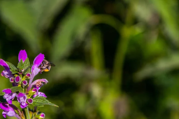 Biet Den Lila Deadnettle Den Soliga Vårdagen — Stockfoto