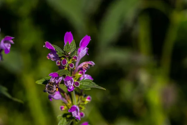 Die Biene Auf Der Violetten Brennnessel Während Des Sonnigen Frühlingstages — Stockfoto