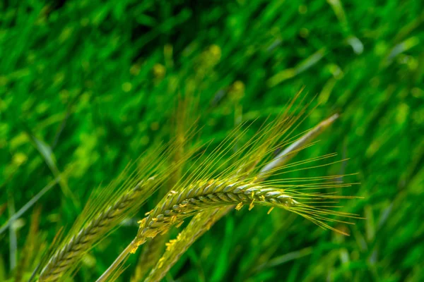 Triticale plant that is between two kinds of plant wheat and rye on the meadow