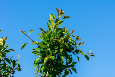 Yeşil yaprakları ile ağacın dalı gökyüzüne gidiyor
