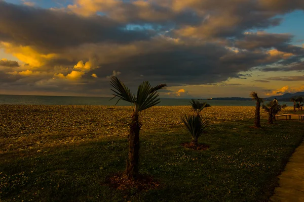 Palmy Pláži Batumi Během Západu Slunce Čas — Stock fotografie