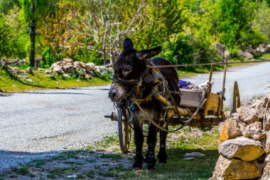 Sonraki köy yolda yürüme ahşap römork ile siyah eşek