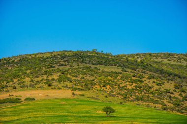 Türkiye'de Afyonkarahisar ilindeki güzel yeşil manzara