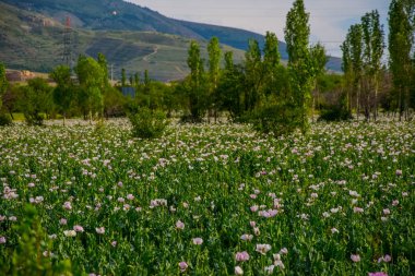 Türkiye'de Afyon İli beyaz gelincik dolu çayır