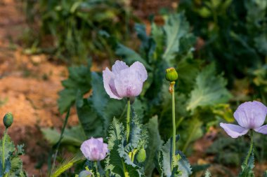 Türkiye'de Afyon İli ilkbaharda haşhaş beyaz çiçek