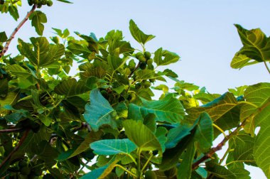 Yaz gün boyunca bahçedeki incir ağacı üzerinde ham incir