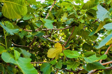 Yaz gün boyunca bahçedeki incir ağacı üzerinde ham incir