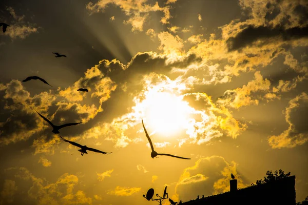 Красивый Закат Облаками Чаек Летающих Над Крышами Стамбуле — стоковое фото