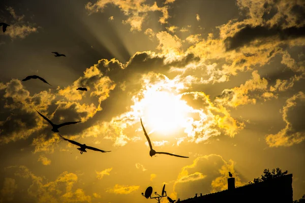 Beau Coucher Soleil Avec Des Nuages Des Mouettes Volant Dessus — Photo