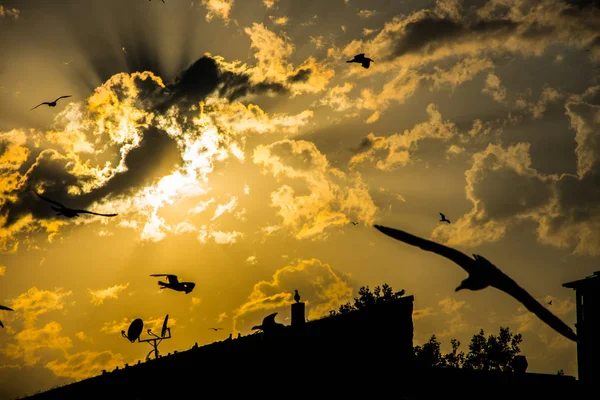 Beau Coucher Soleil Avec Des Nuages Des Mouettes Volant Dessus — Photo