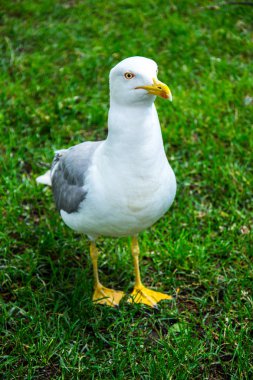 Çim sahası üzerinde beyaz martı duran